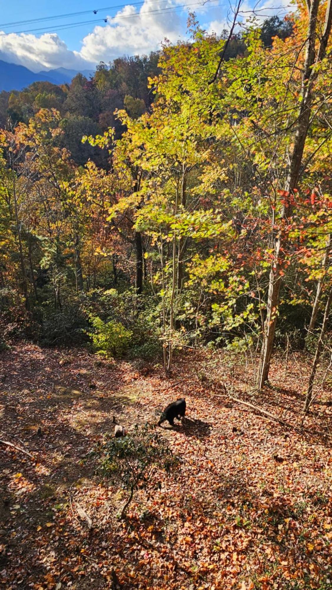 Southern Oak At Chalet Village - 5 Minutes From Gatlinburg And National Park מראה חיצוני תמונה