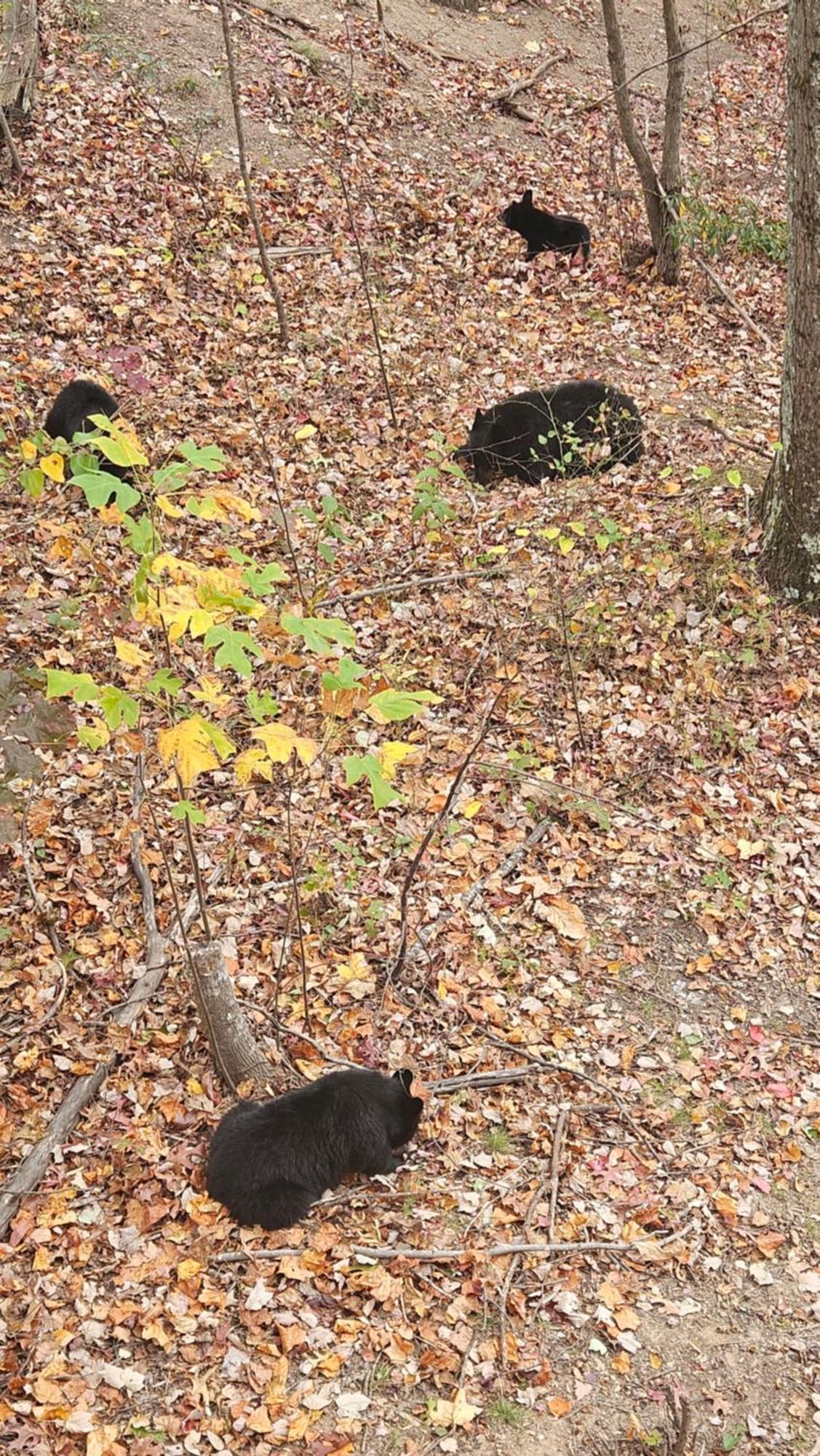 Southern Oak At Chalet Village - 5 Minutes From Gatlinburg And National Park מראה חיצוני תמונה